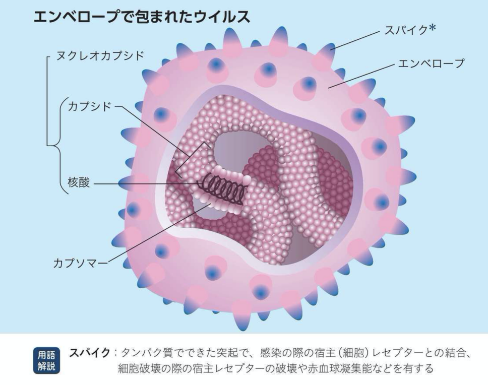 ウイルスの増殖